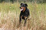 BEAUCERON 554